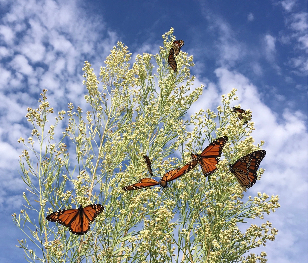 Monarch butterflies under a blue sky, representing transformational tools and aligned decision making through nature’s cues.