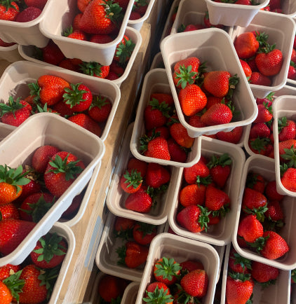 Fresh strawberries in white cartons, evoking a celebration of life and rooted joy in the simple, natural moments.