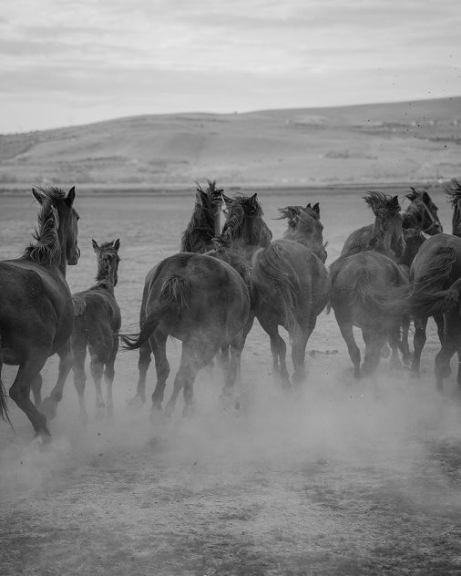 Running horses across open land, capturing the spirit of empowerment, intuitive freedom, and self-guided personal transformation.