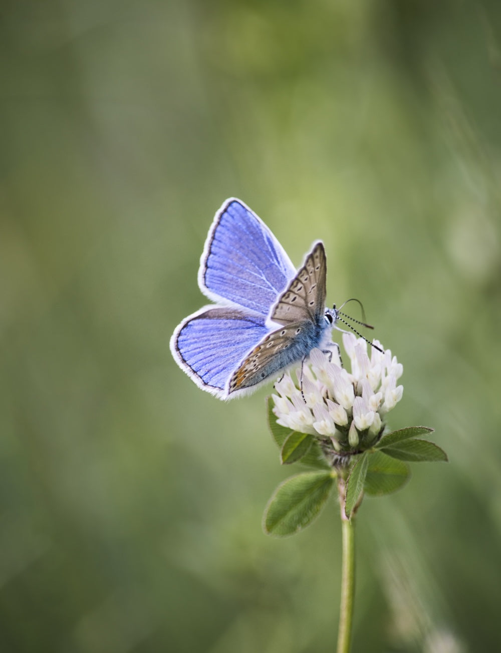 Blue butterfly on white bloom, symbolizing joyful transformation and personal healing through accessible spirituality.