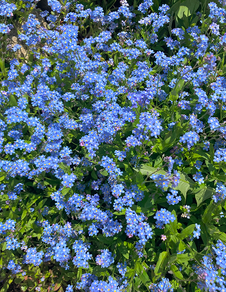 Blue wildflowers in full bloom, symbolizing joyful transformation and daily spiritual practices