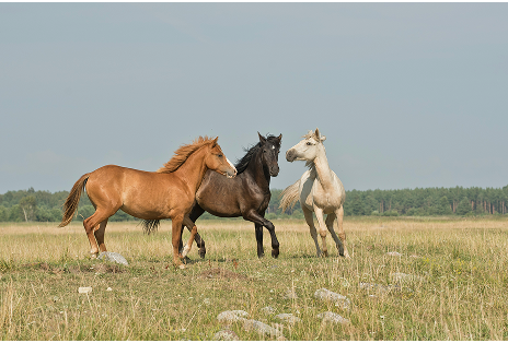 Horses grazing peacefully in open meadow, connected to horse-assisted healing retreats