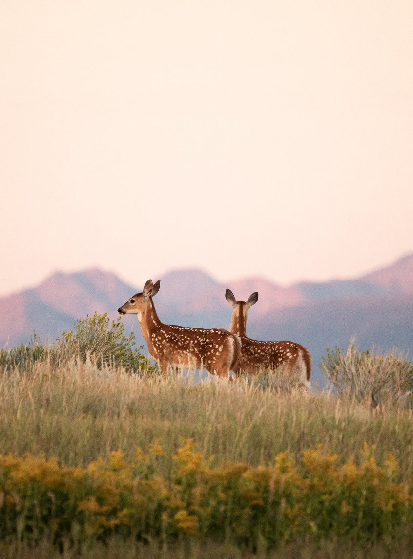 Two deer standing in a golden mountain meadow, evoking stillness and spiritual connection